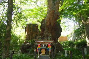 来宮神社の大楠（樹齢2,000年以上）
