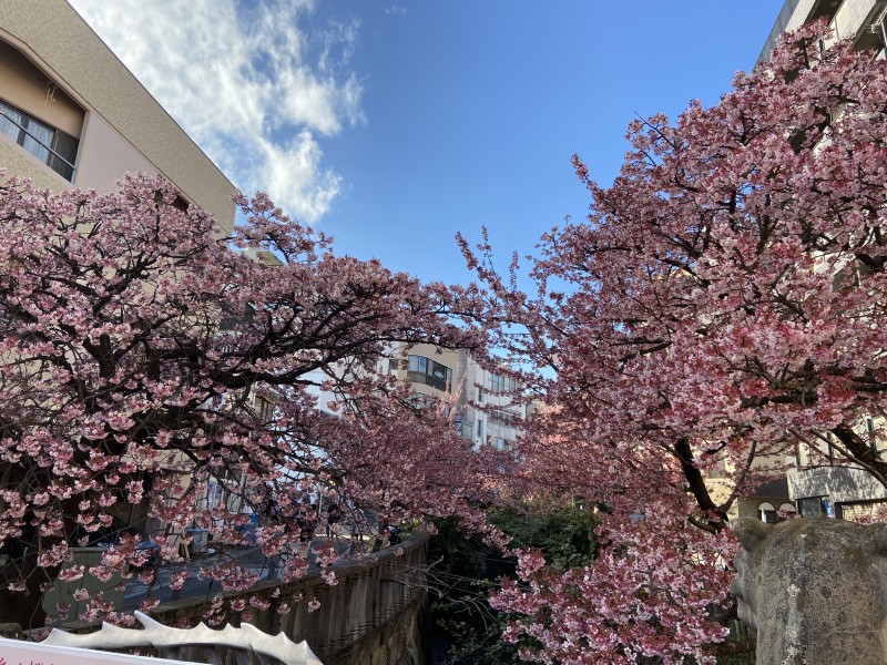 糸川桜